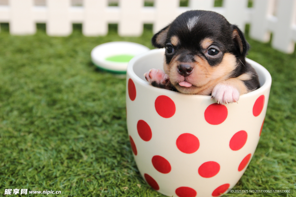 茶杯犬