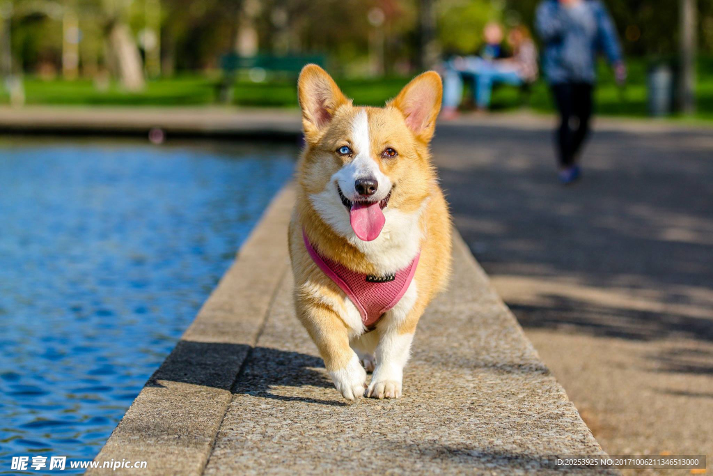 柯基犬