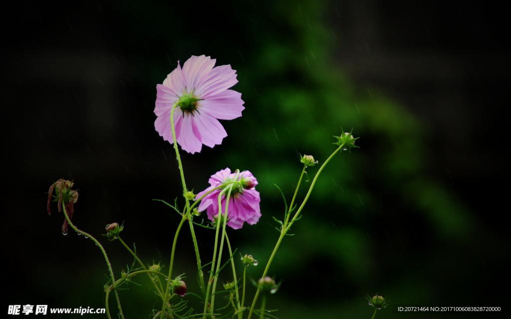 花卉