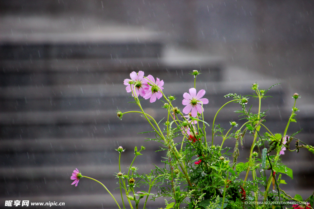 雨中花草