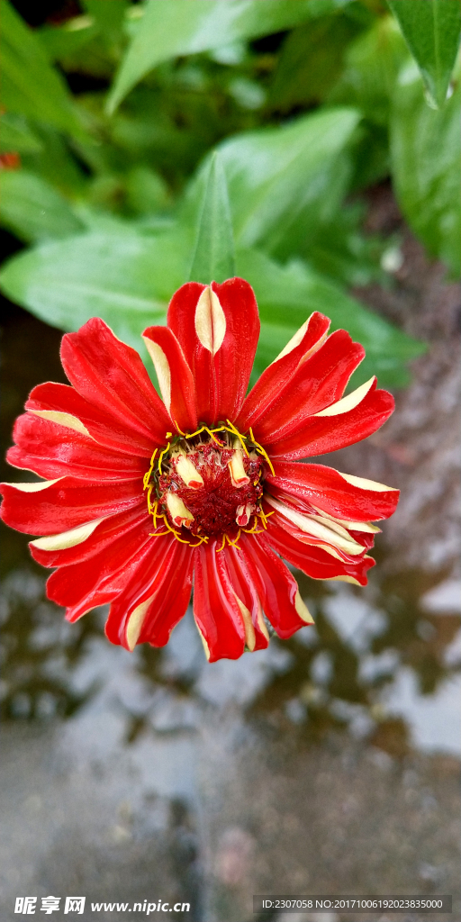 花