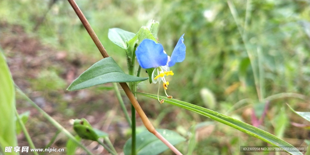 野花