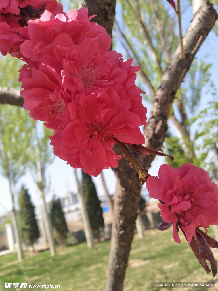 红梅