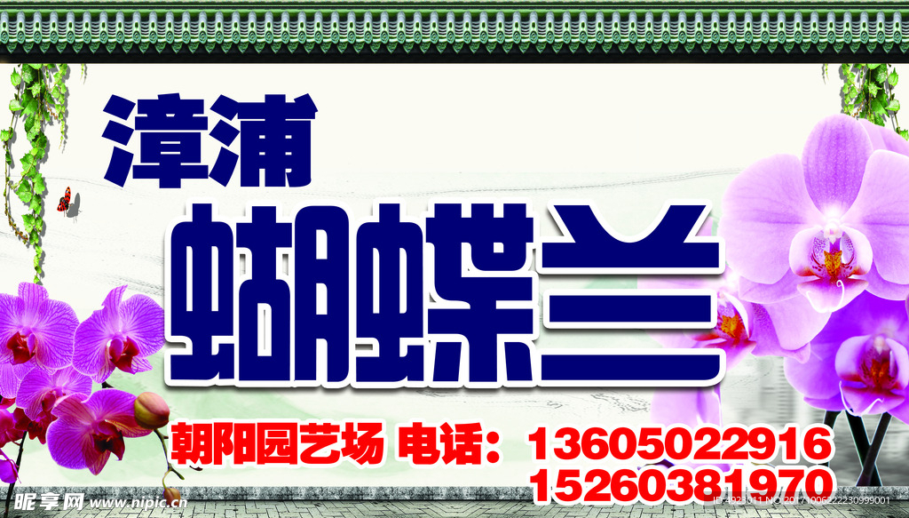 蝴蝶兰海报