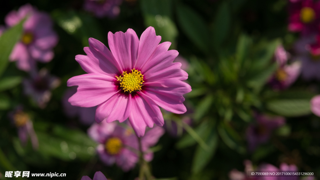 格桑花