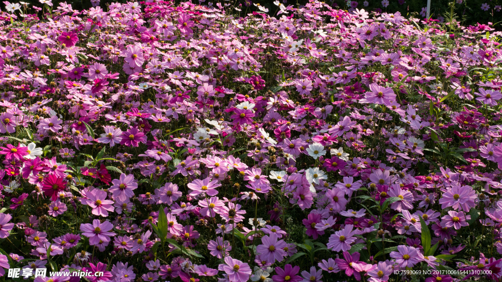 格桑花