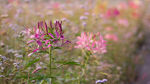 醉蝶花