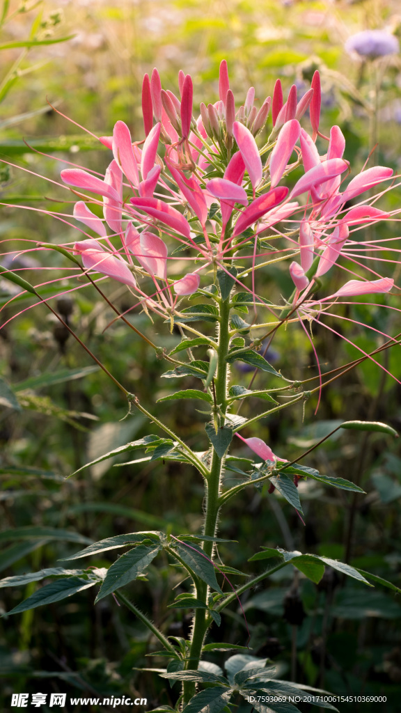 醉蝶花