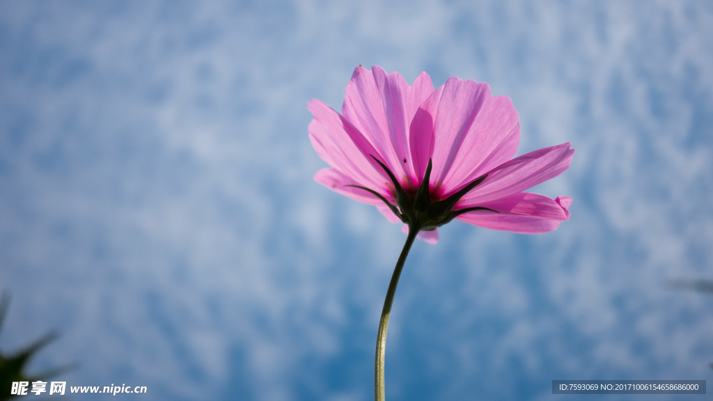 格桑花
