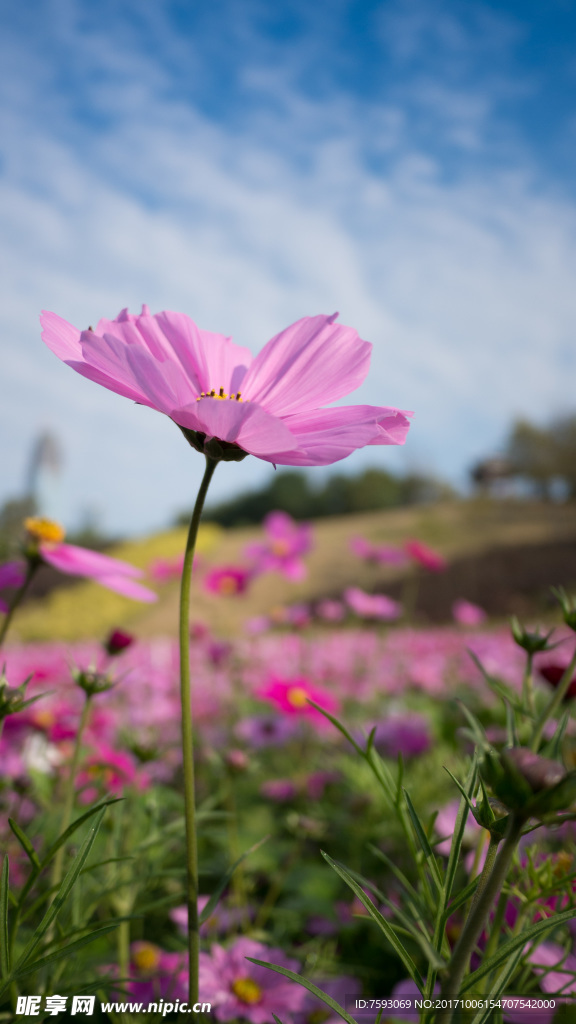 格桑花