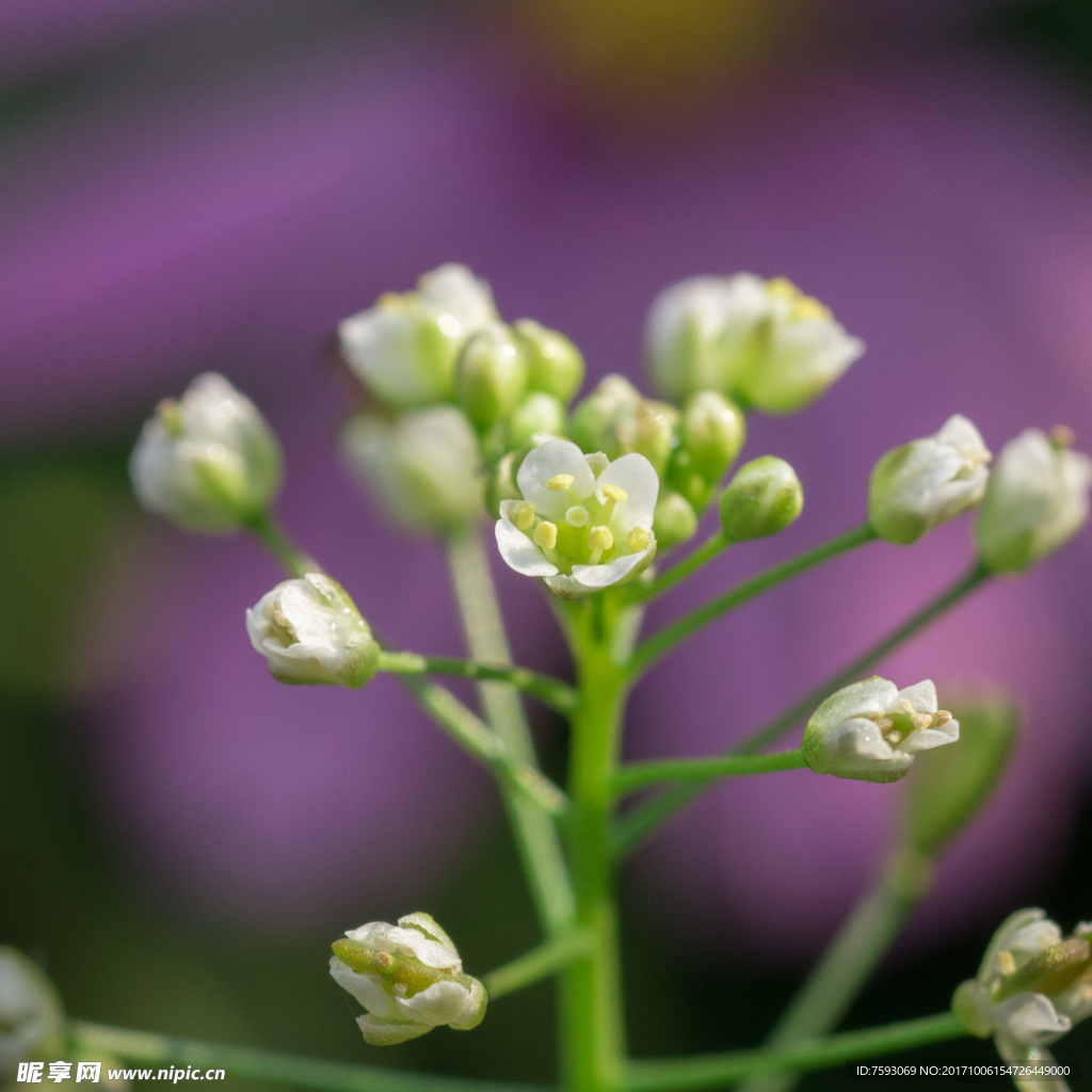 格桑花