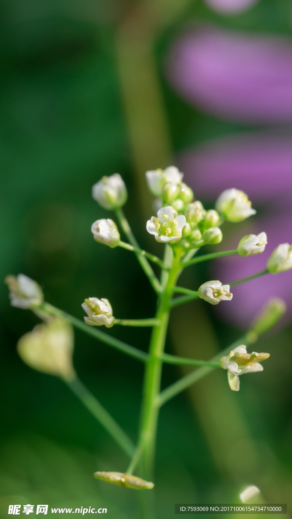 格桑花