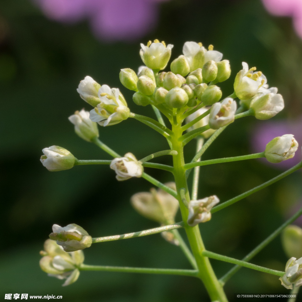 格桑花
