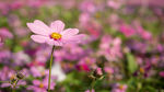 格桑花
