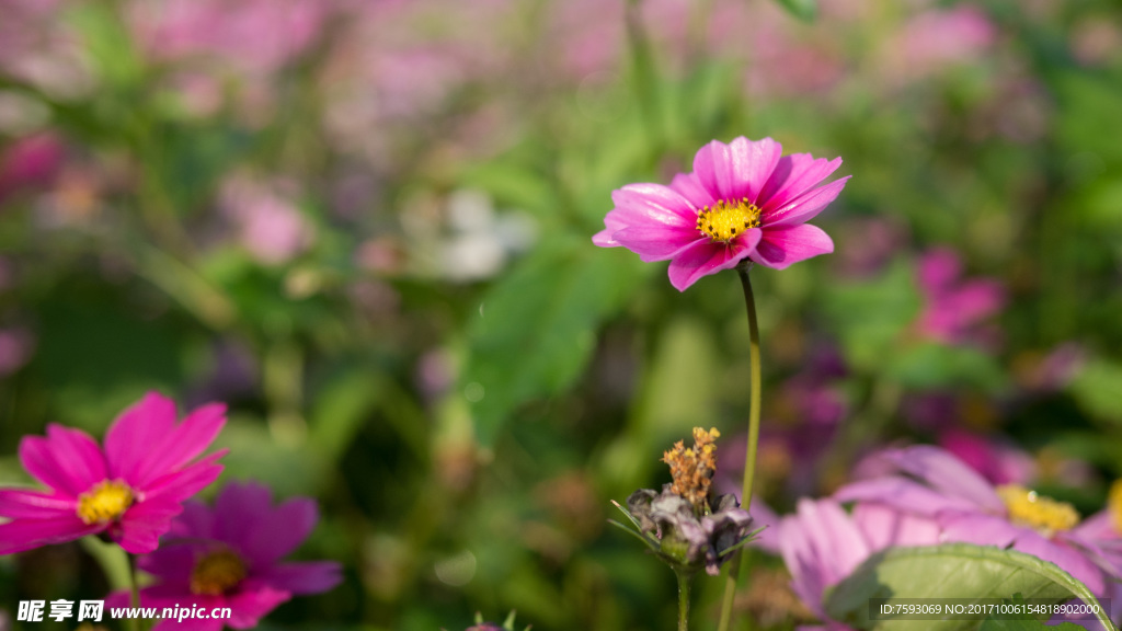 格桑花