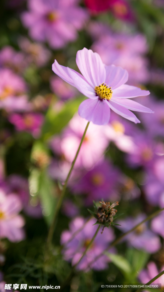 格桑花