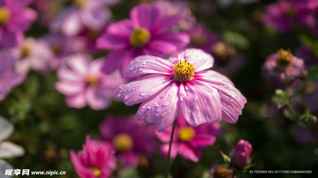 格桑花