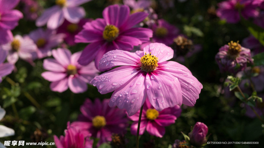 格桑花