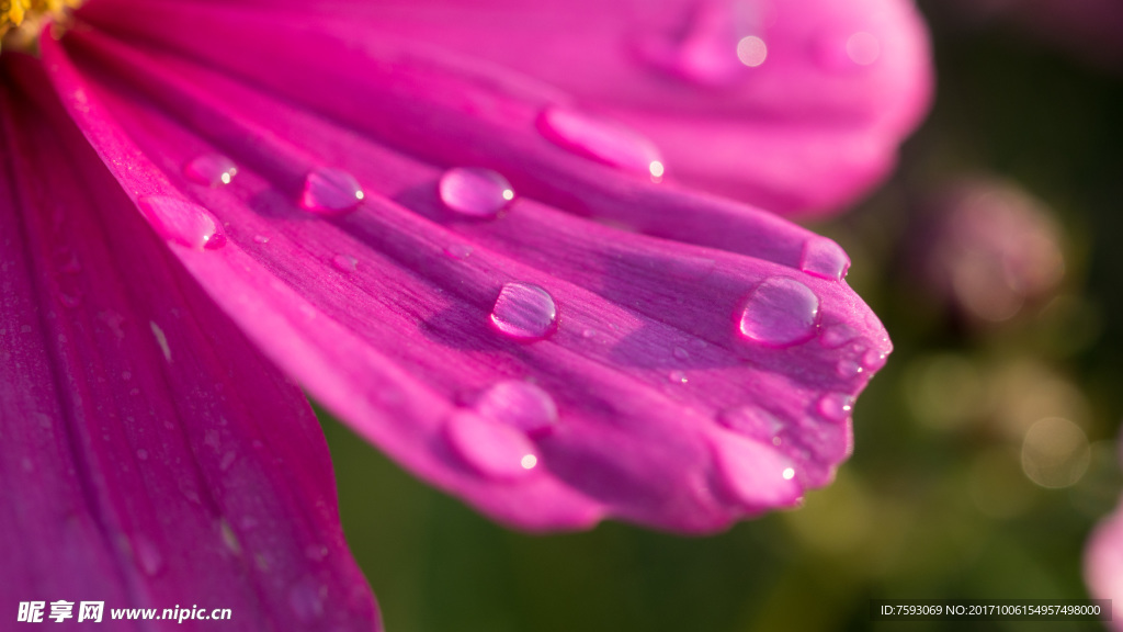 格桑花