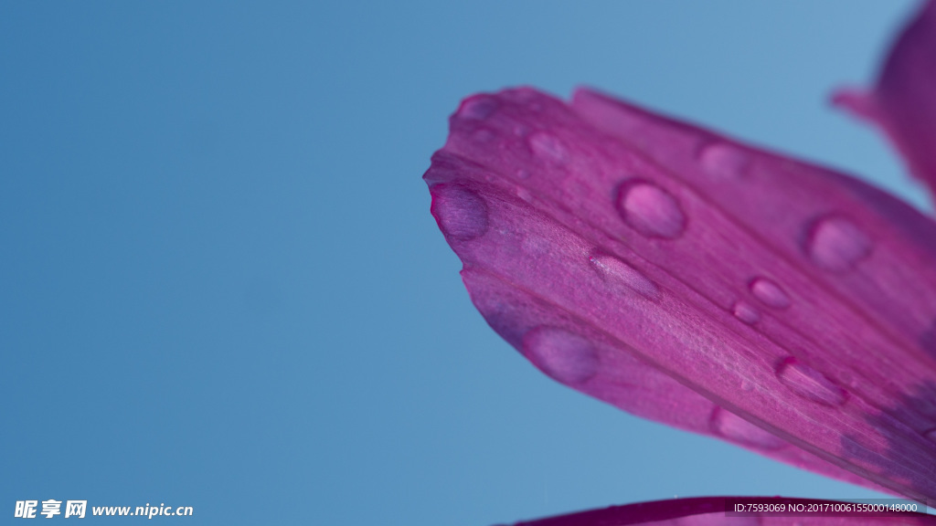 格桑花