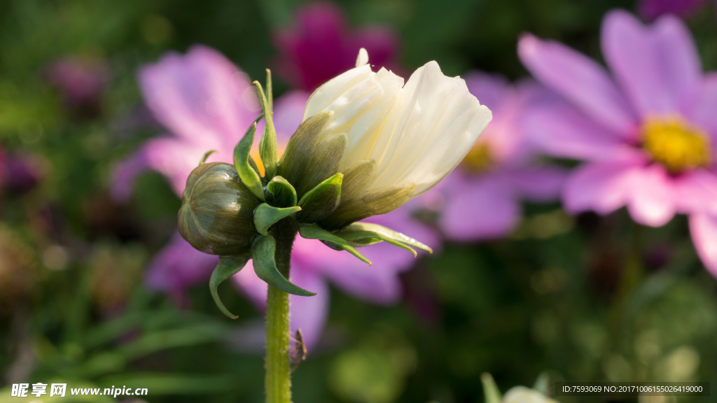 格桑花