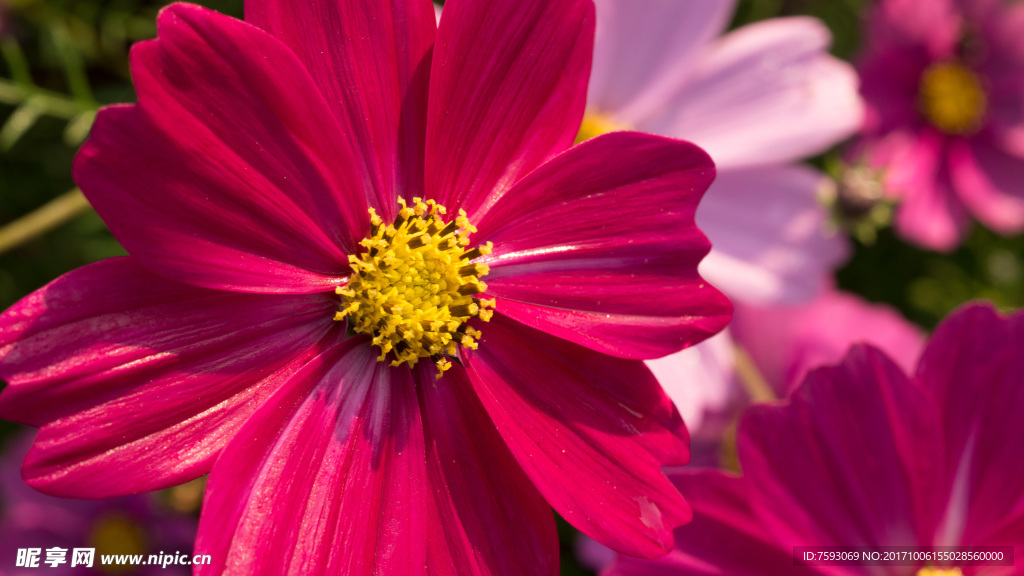 格桑花