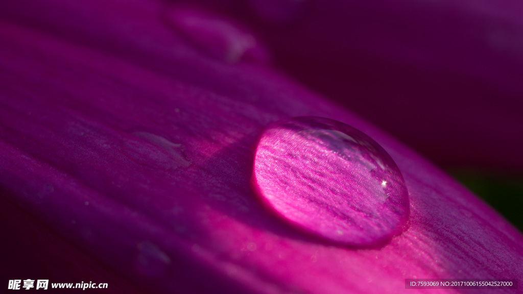 格桑花