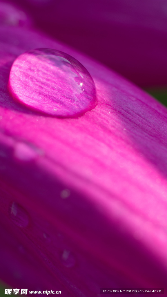 格桑花