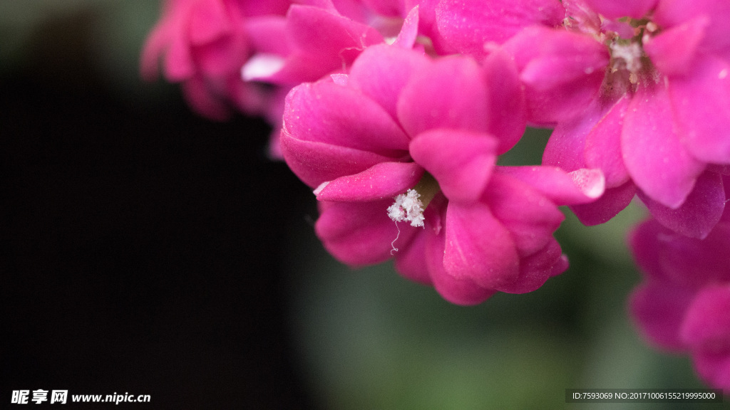 格桑花