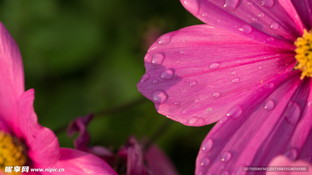 格桑花