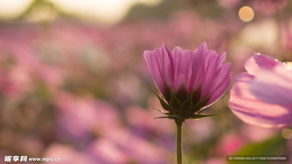 格桑花