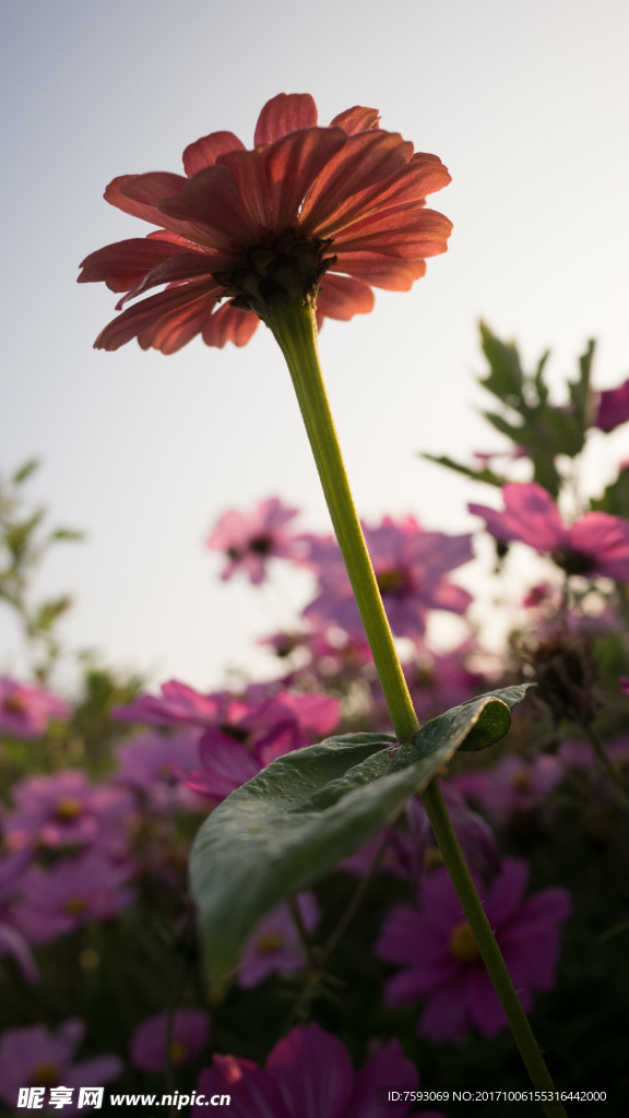 格桑花