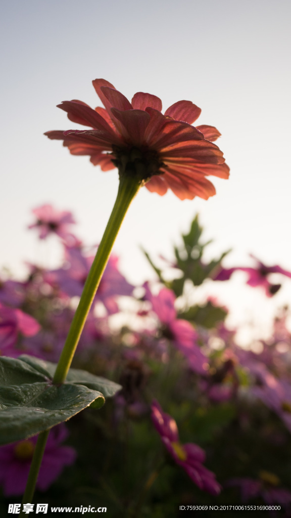 格桑花