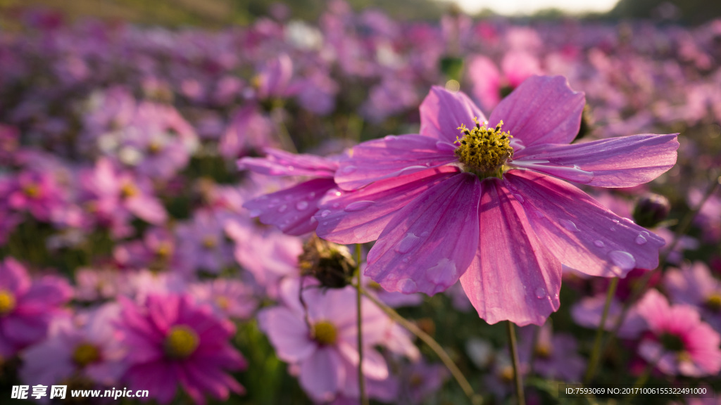 格桑花