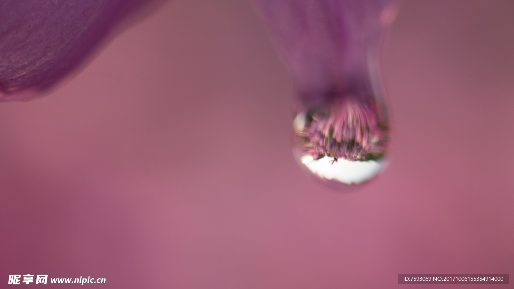 格桑花