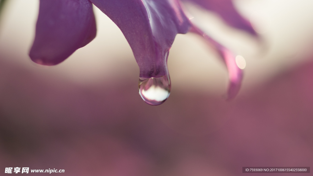 格桑花