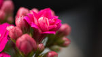万寿花