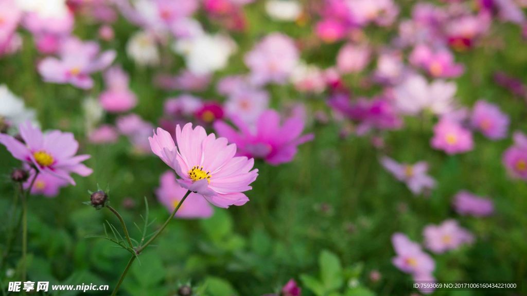 格桑花