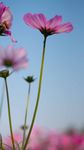 格桑花