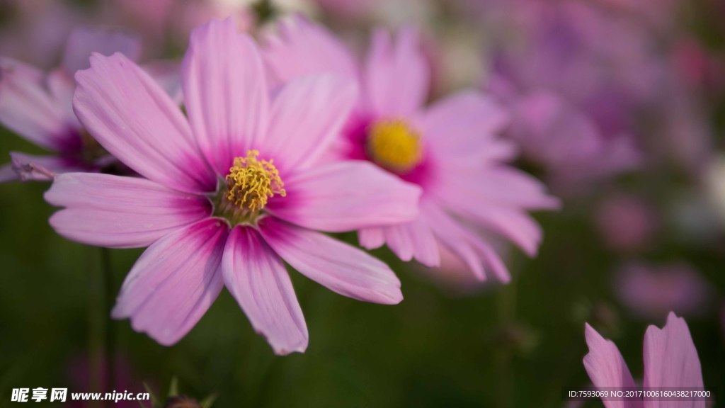 格桑花