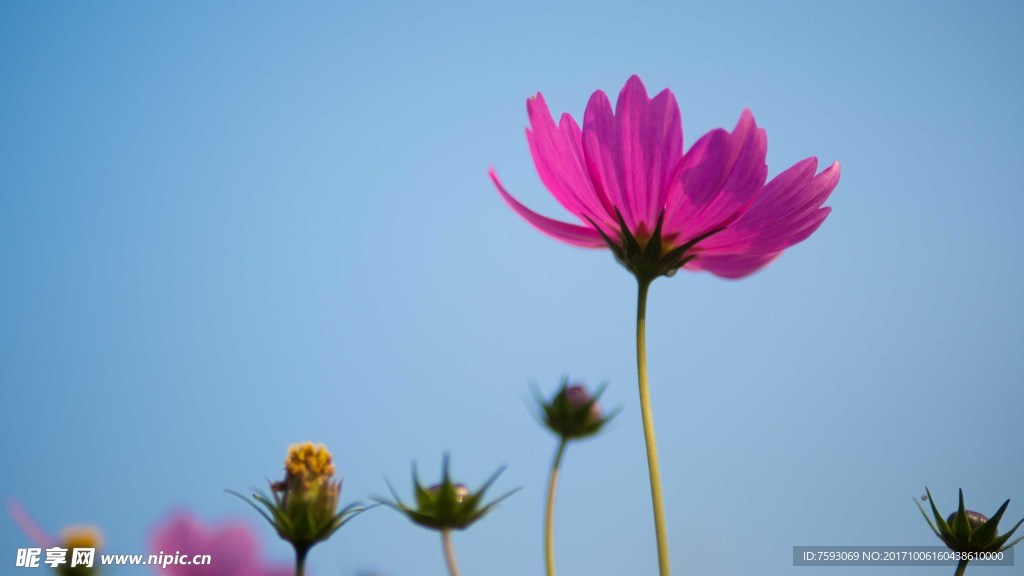 格桑花