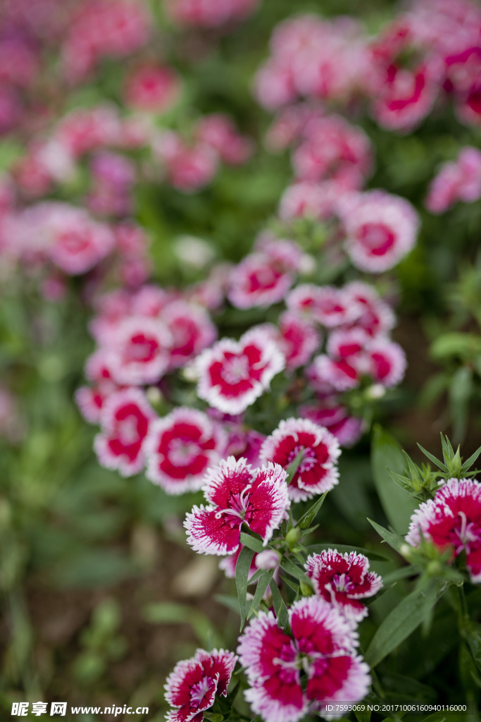 雏菊