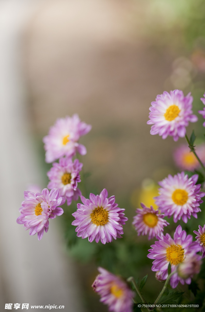 菊花