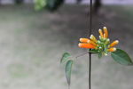 黄色小花