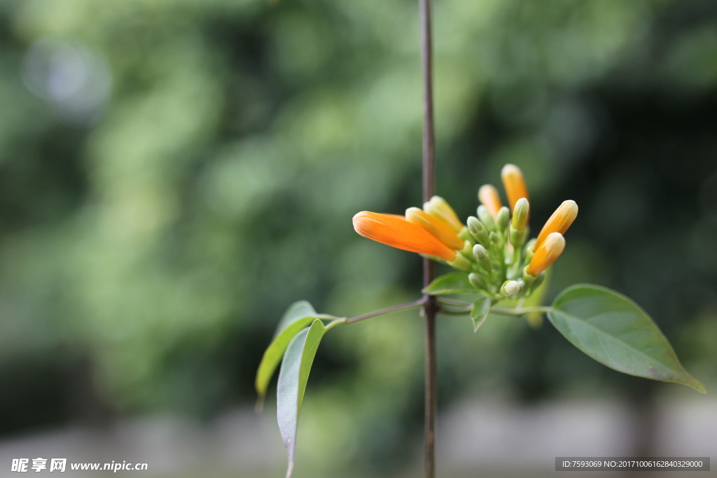 黄色小花