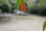 花色小花