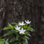 花卉