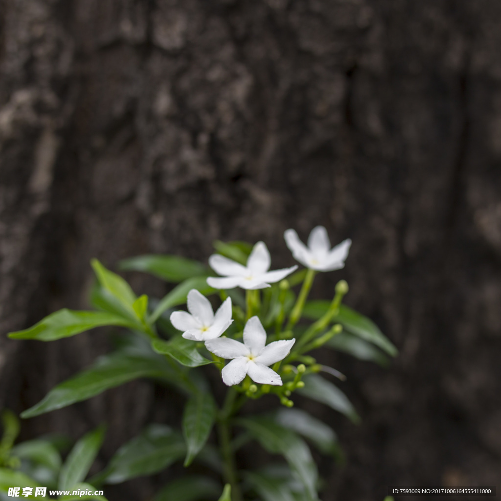 花卉