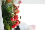 万寿花
