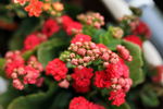 万寿花
